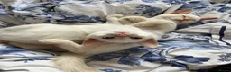 Ragdoll cats for sale: Gorgeous Ragdoll Kittens - Advert 1