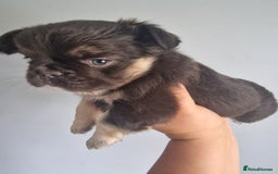 French Bulldog dogs for sale: Fluffy french bulldog puppies - Image 11