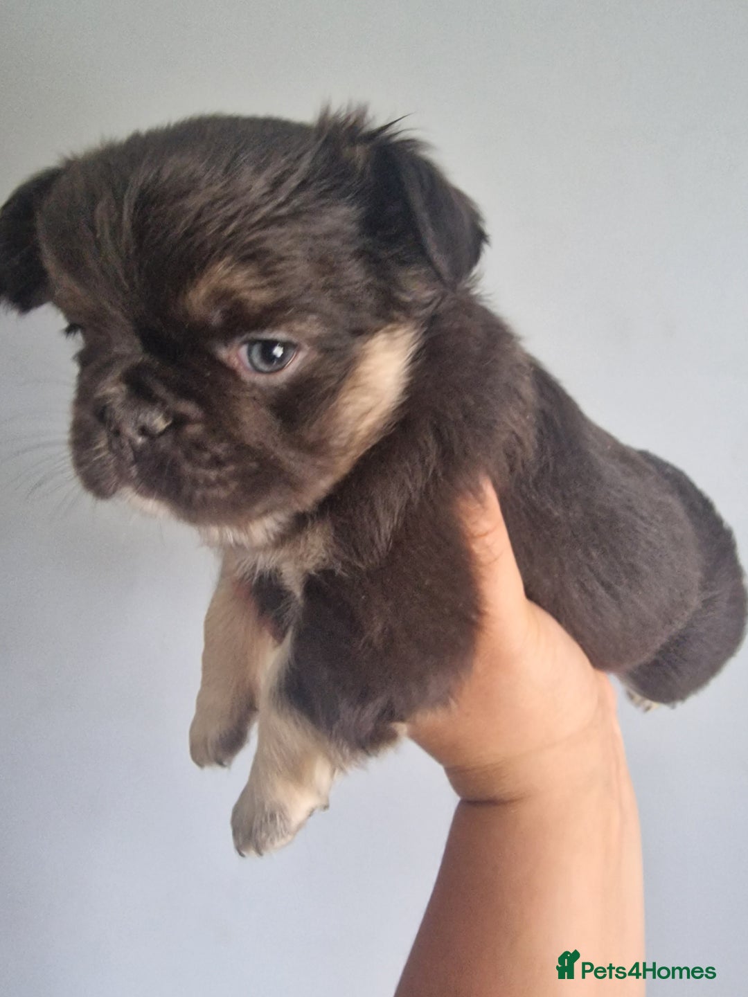French Bulldog dogs for sale: Fluffy french bulldog puppies - Image 11