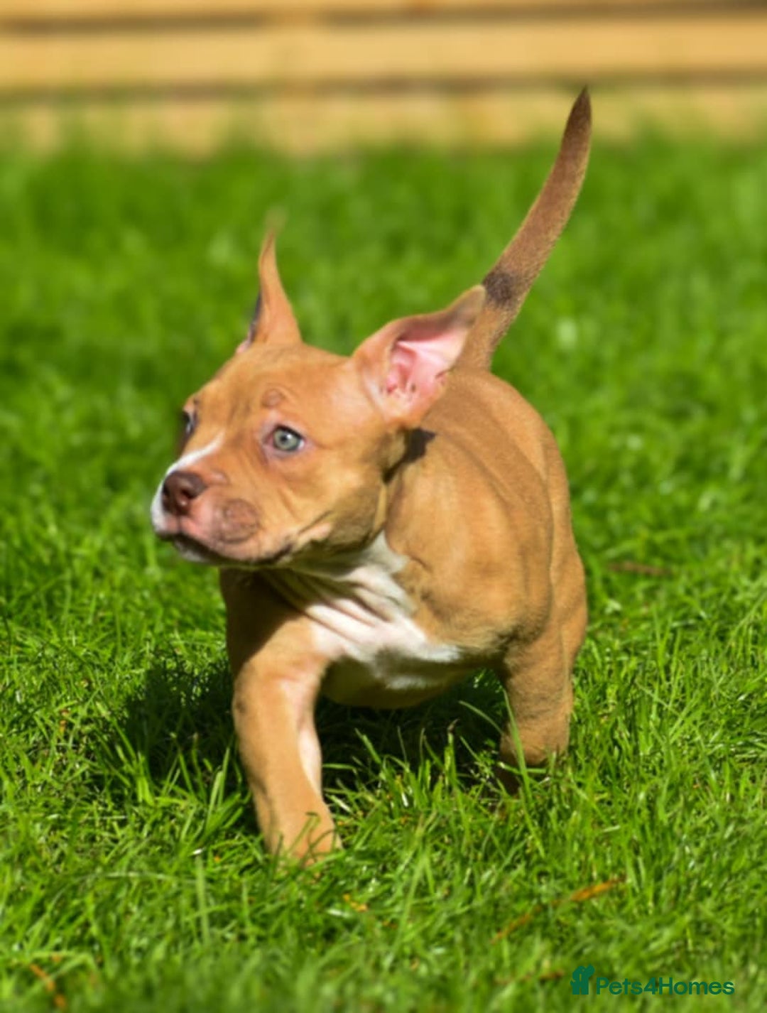 American Bully dogs for sale: REDUCED last girl Quality american Pocket Bully  - Image 13
