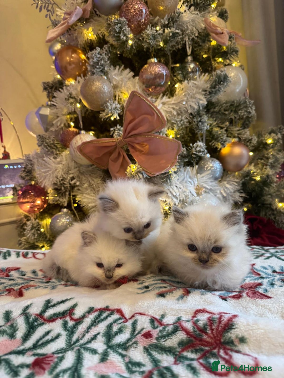 Ragdoll cats for sale: Purebred Ragdolls for sale - Advert 2