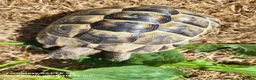Tortoise reptiles for sale: Greek spur-thighed tortoises (Testudo graeca)  in Worthing - Advert 3