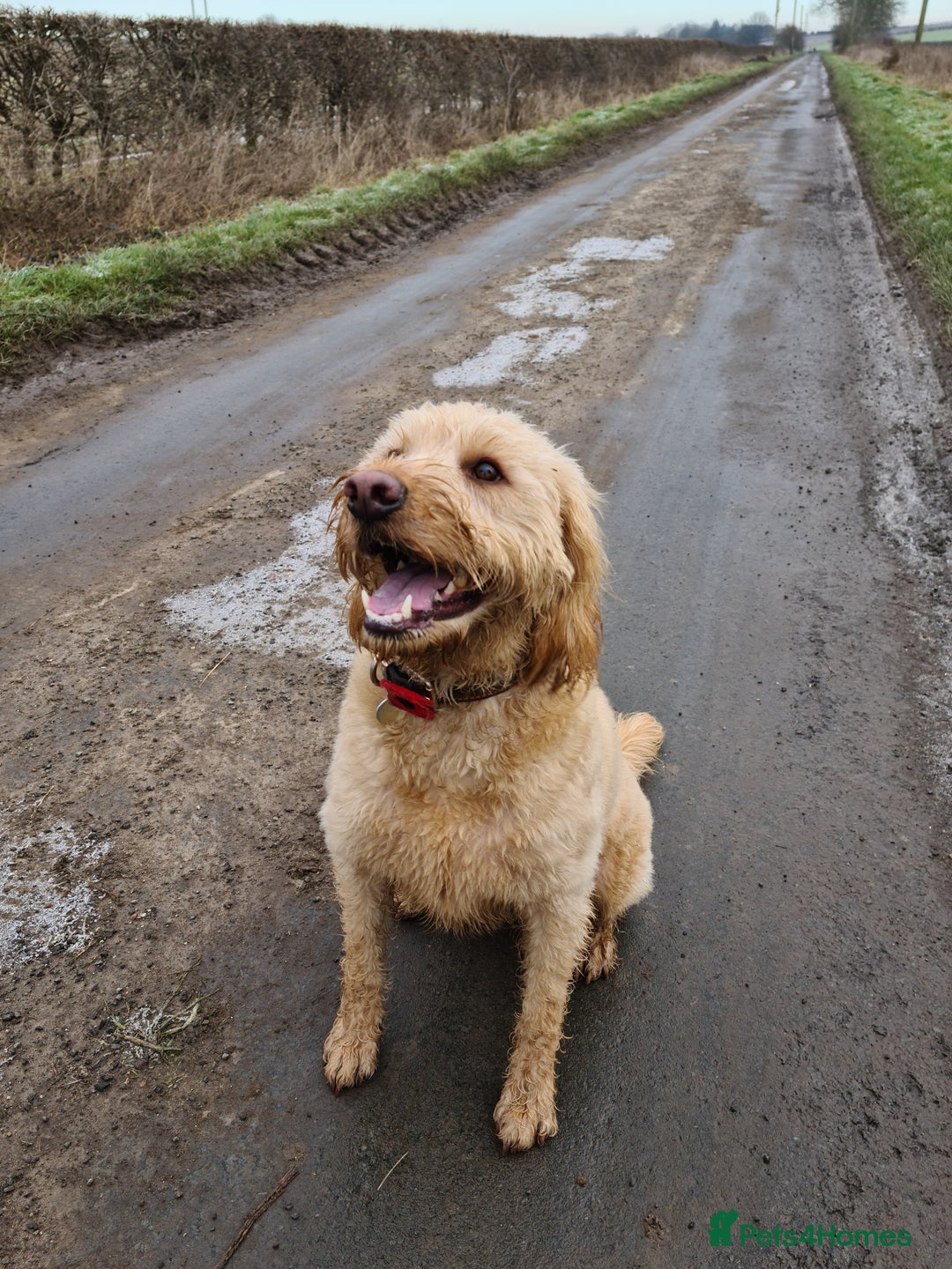 Labradoodle dogs for sale: Apricot Male Labradoodle  - Advert 3