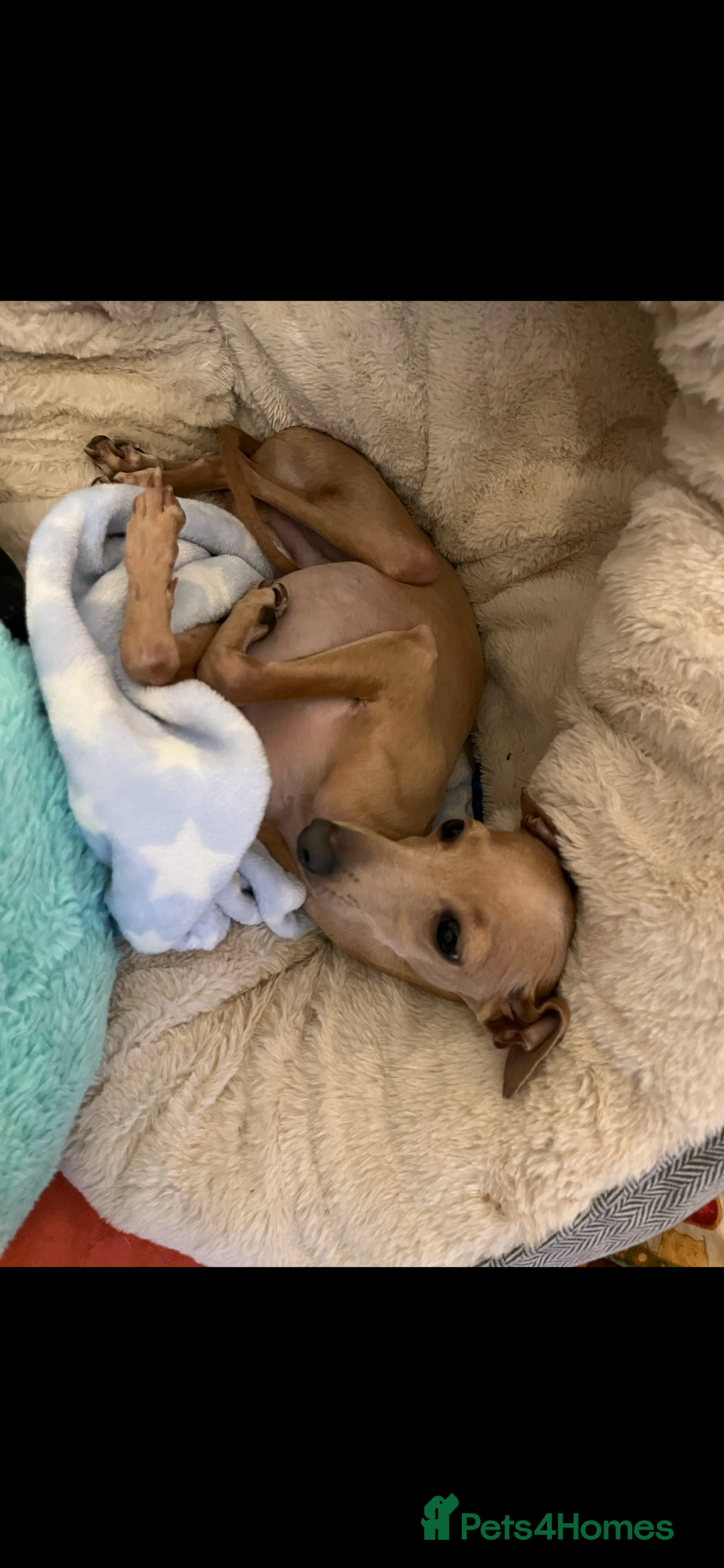 Italian Greyhound dogs for stud: Tiny stud with HUGE personality - Advert 7