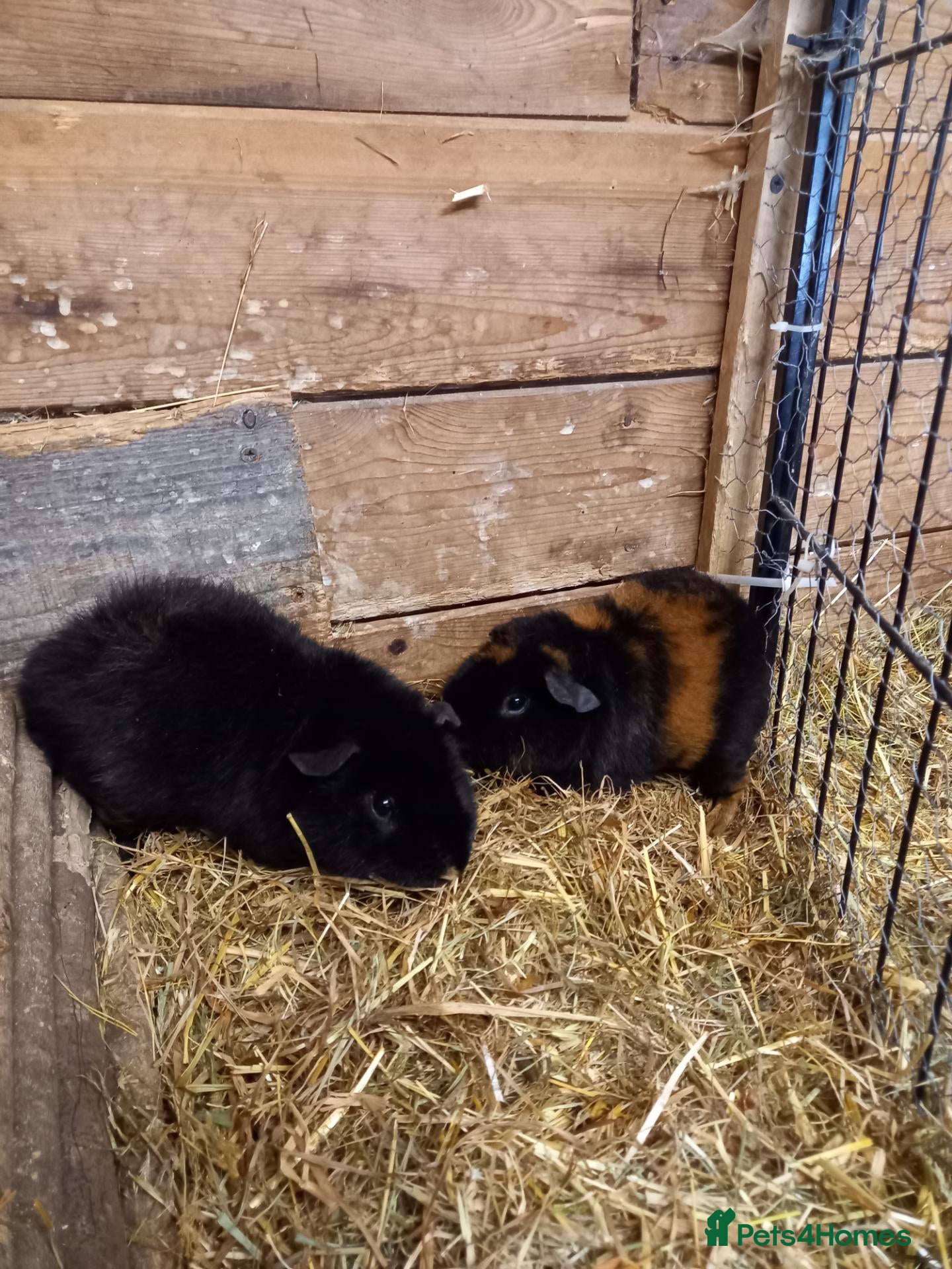 Guinea Pig rodents Teddy boys  - Advert 1
