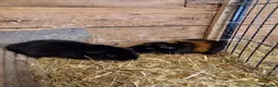 Guinea Pig rodents for sale: Teddy boys  - Advert 7