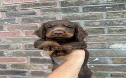 Cocker Spaniel dogs for sale: Working Cocker spaniel FTCH Bloodline  - Image 18