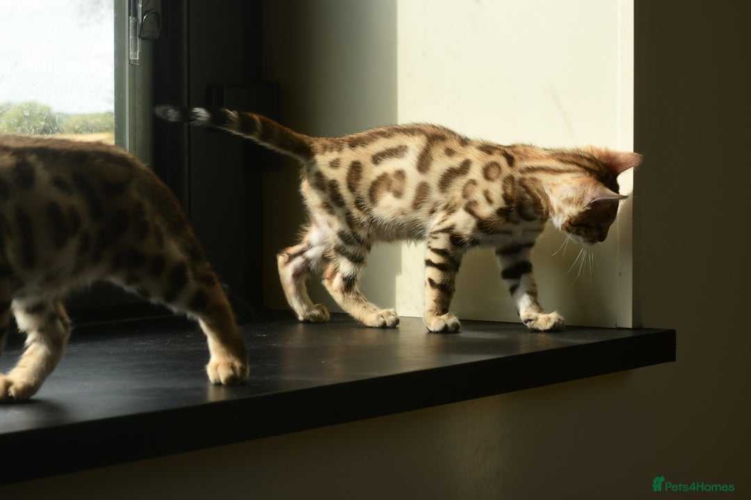 Bengal cats for sale: Show quality Bengal kittens available  - Image 22