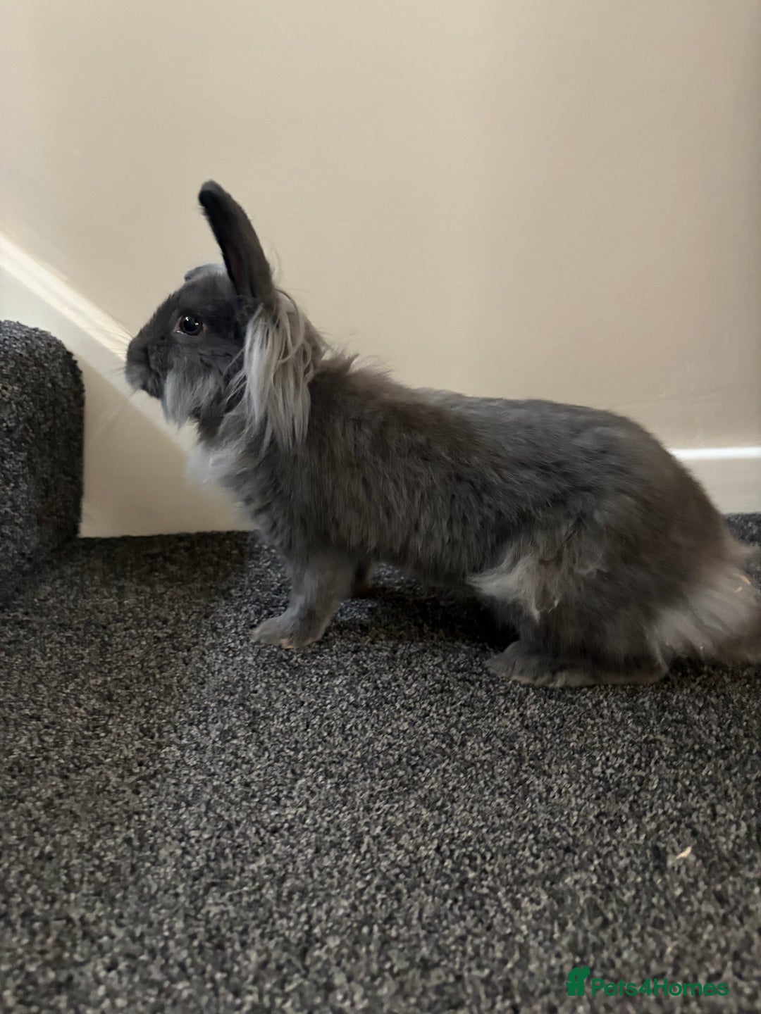 Mini Lop rabbits for sale: Minilop Rabbits - Image 4