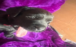 Mixed Breed dogs for sale: Cane Corso × Rottweiler/Bordeaux Puppies All Girls - Image 9