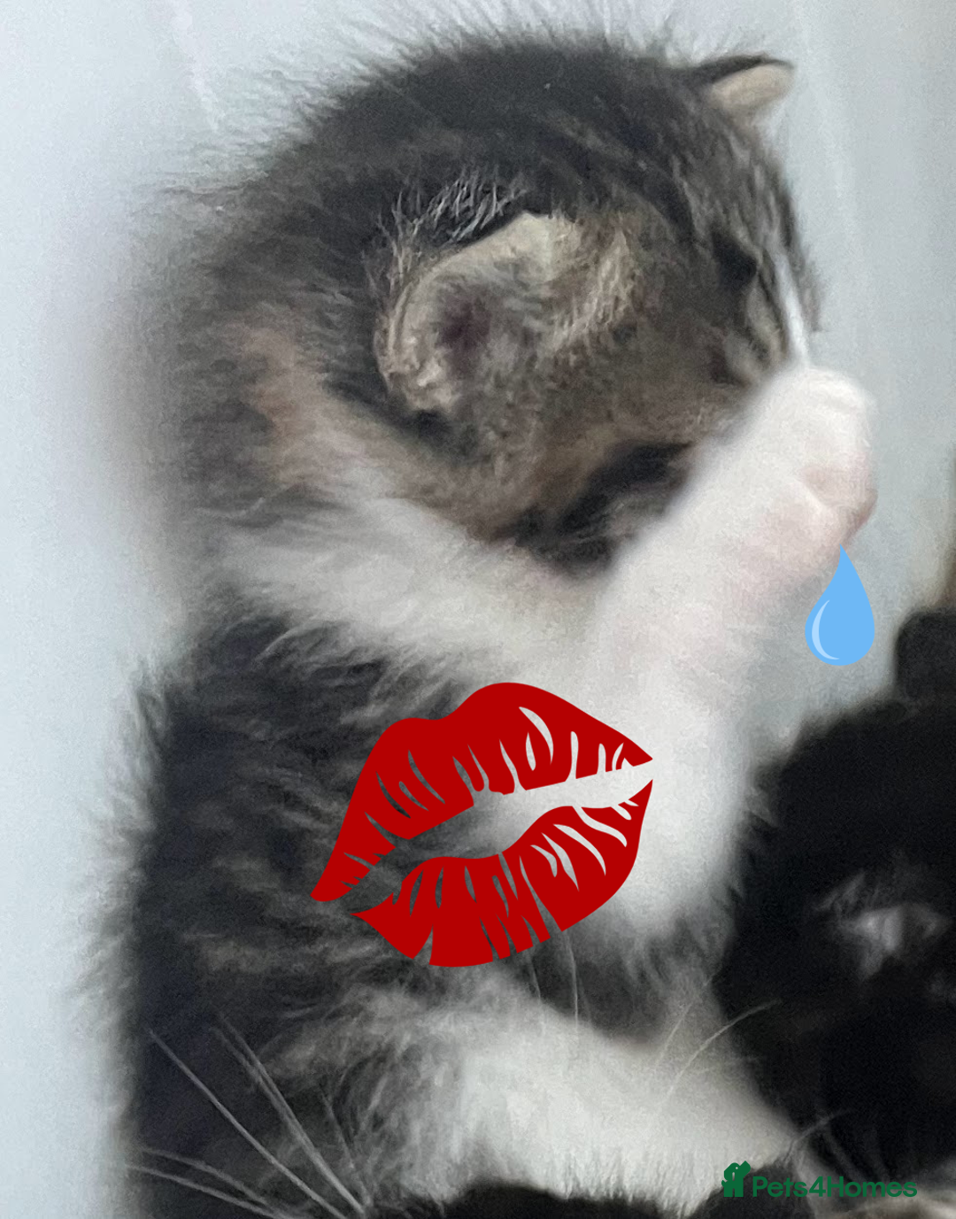 Mixed Breed cats for sale: CLEMMIE’S CUTIES  - Image 32