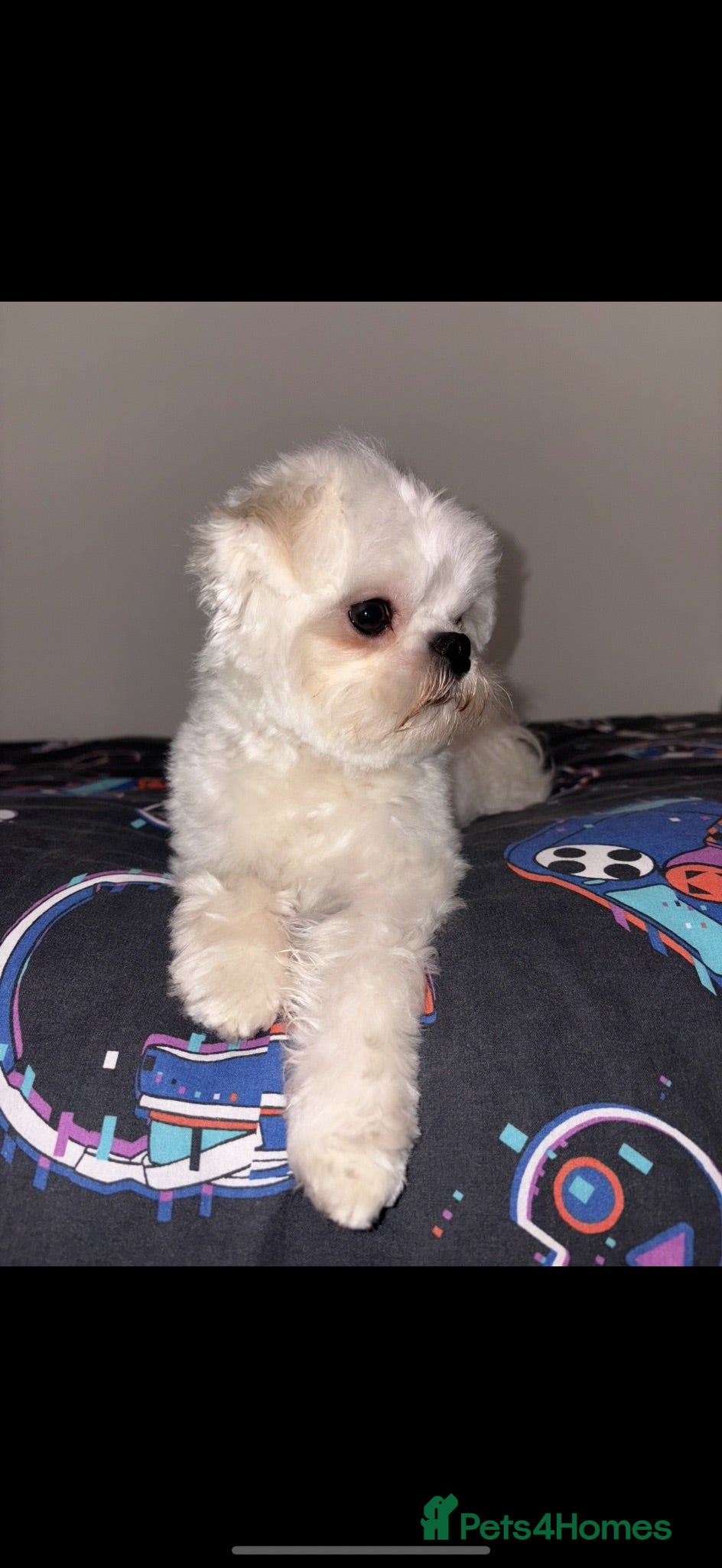 Maltese dogs STUD  - Advert 2