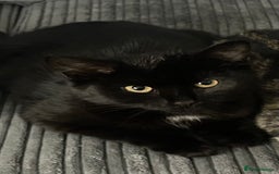 Domestic Shorthair cats for sale: Sweet black kitten Looking for her Forever Home - Image 10