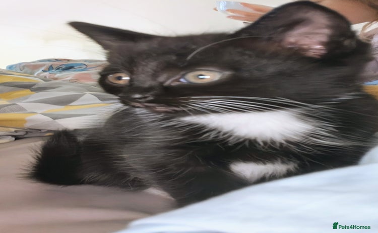 Mixed Breed cats for sale - Advert 2
