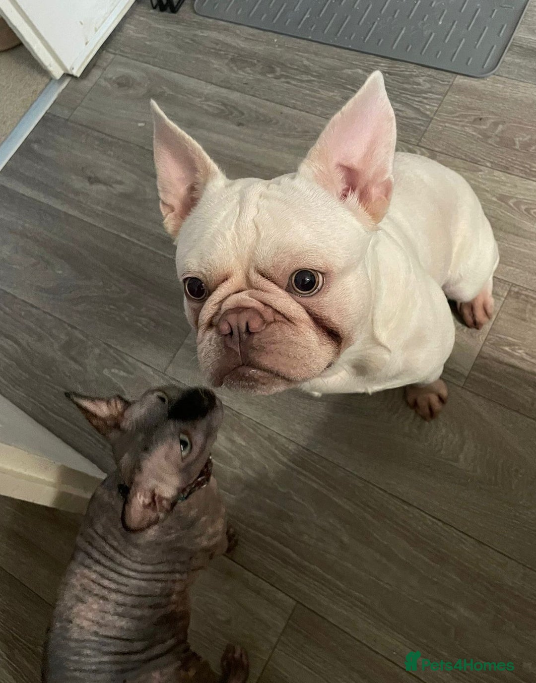 French Bulldog dogs for sale: Platinum Male French bulldog 22 months  - Image 19