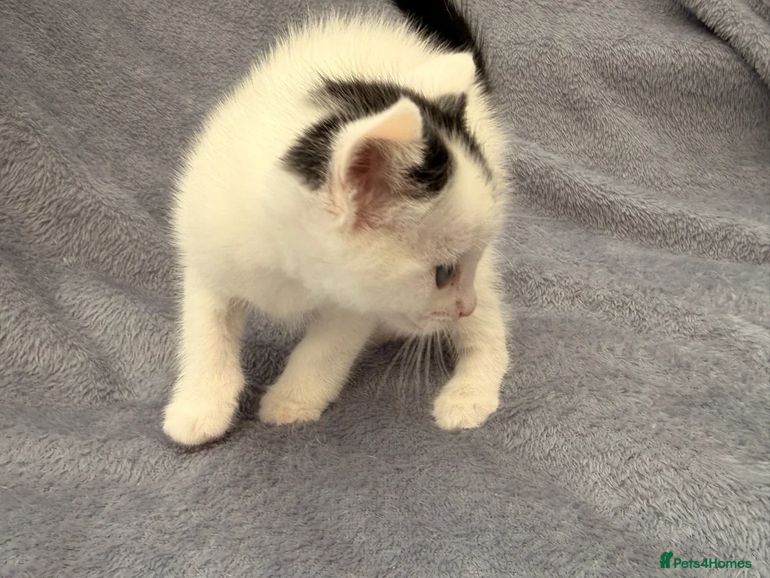 Mixed Breed cats for sale: Gorgeous kittens looking for new homes - Advert 2