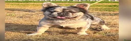 French Bulldog dogs for sale: Reduced 4 fluffy frenches both injections. - Advert 11