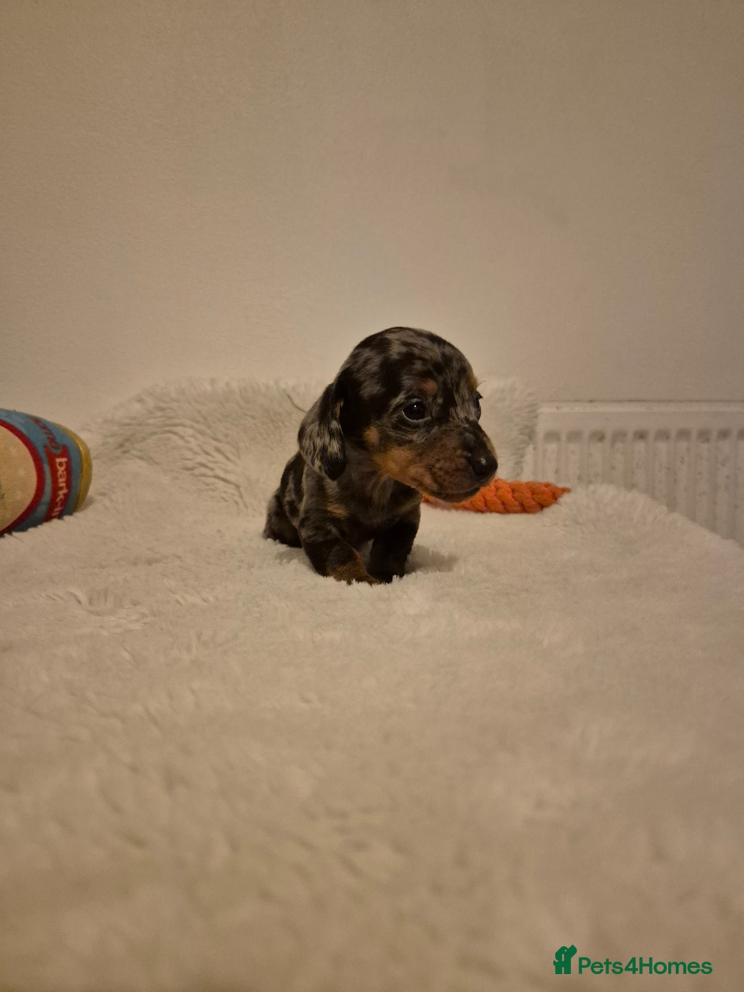 Miniature Dachshund dogs for sale: ❤️ 🐕 Miniature Dachshunds  - Image 12
