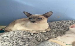 Siamese cats for sale: Flame point Siamese  - Image 4