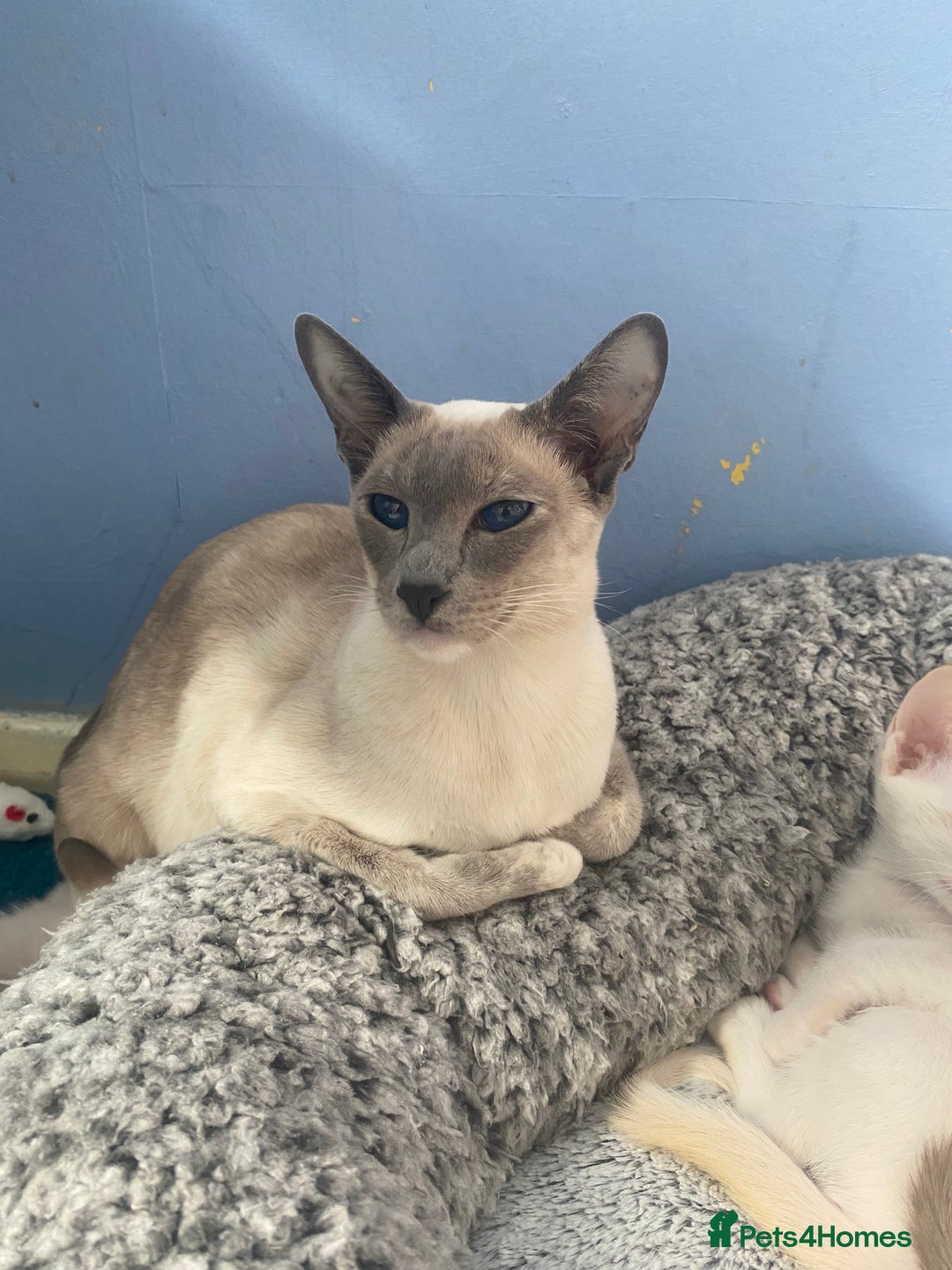 Siamese cats for sale: Flame point Siamese  - Image 4