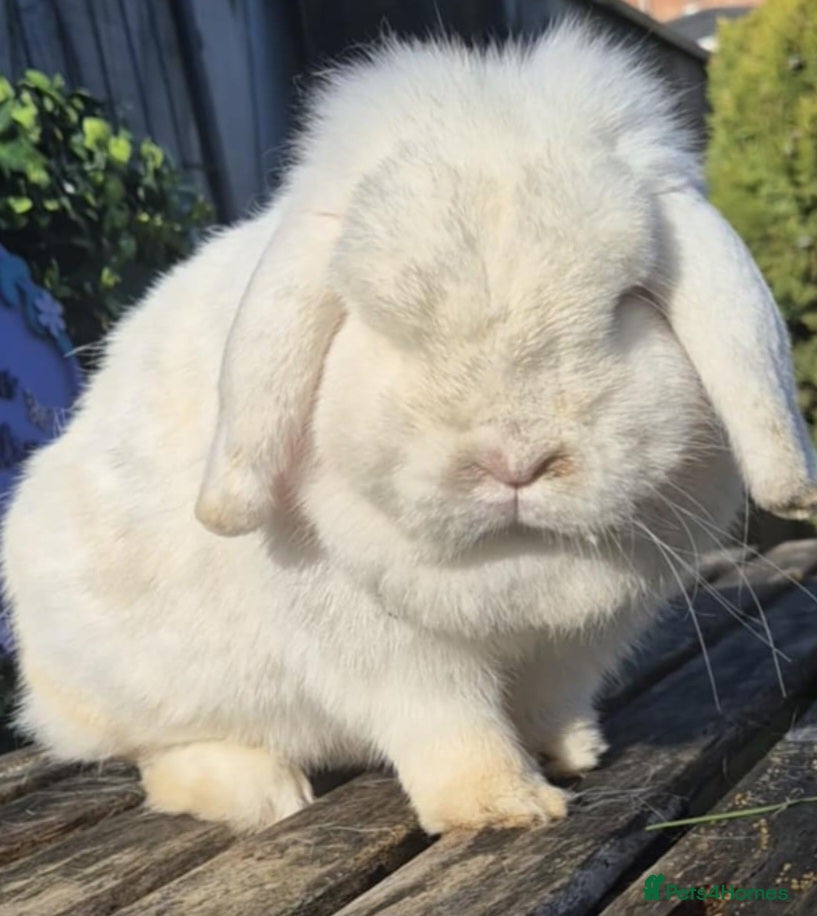 Mini Lop rabbits Beautiful Mini lop babies ready now 9 weeks  - Advert 20