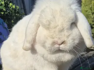 Mini Lop rabbits Beautiful Mini lop babies ready now 9 weeks - Advert 11
