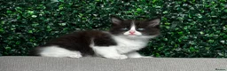 Ragdoll cats for sale: 🐾 5 Beautiful Ragdoll Cross Kittens 🐾 in Southampton - Advert 24