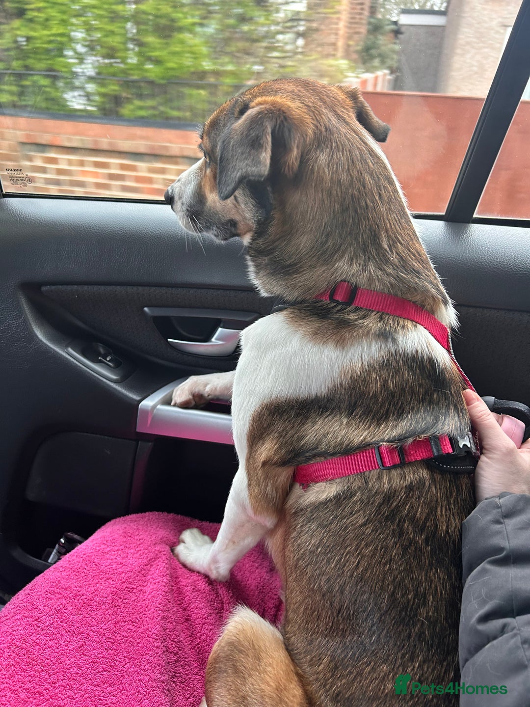 Welsh Collie dogs for sale: Female Welsh Collie looking for forever home - Image 2
