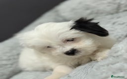 Malshi dogs for sale: Maltese puppy’s  - Image 6
