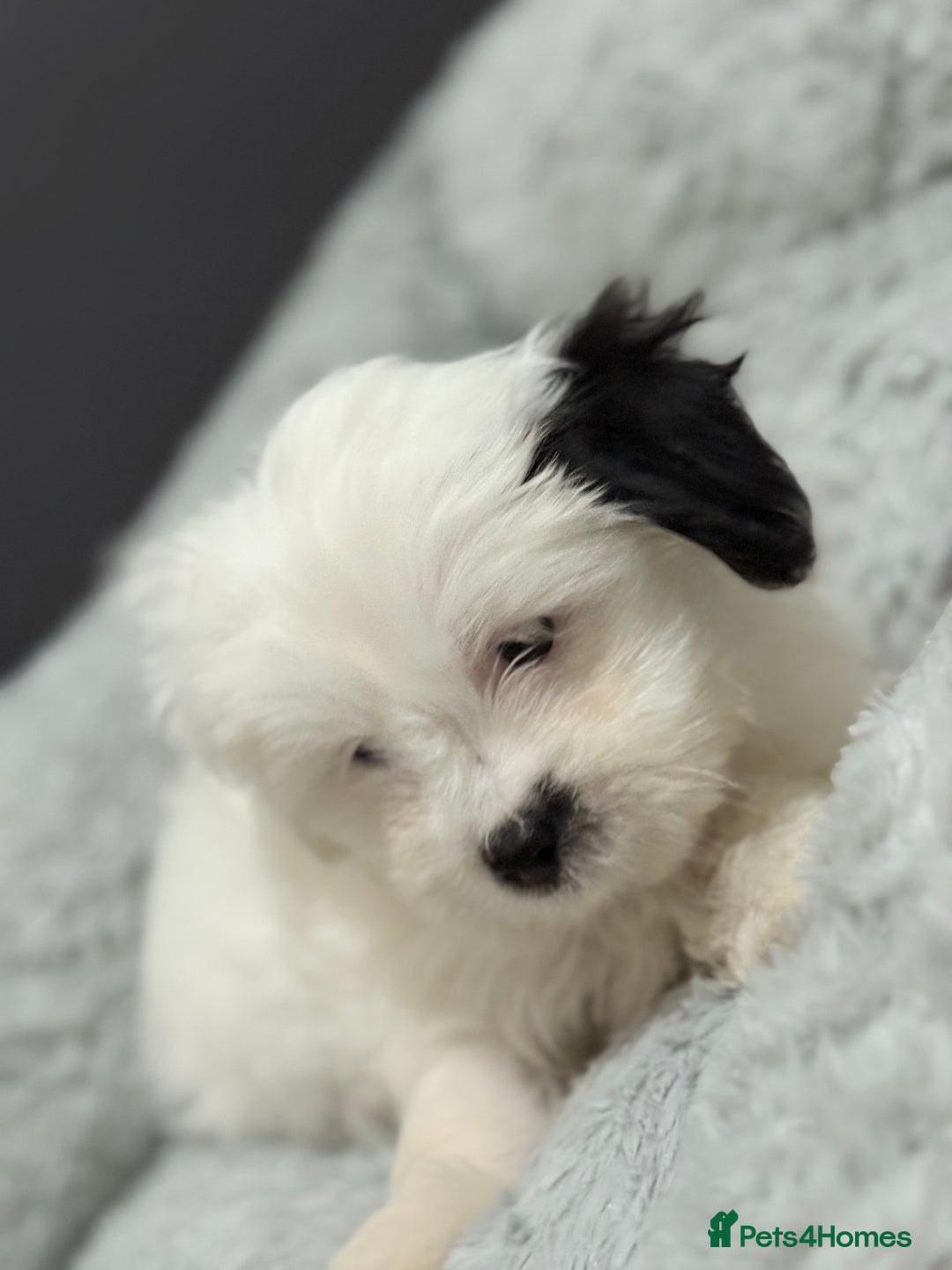 Malshi dogs for sale: Maltese puppy’s  - Image 6
