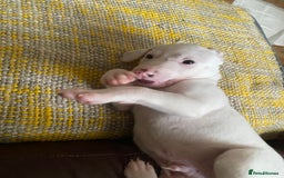 Mixed Breed dogs for sale: adorable Lurcher puppies - Image 13