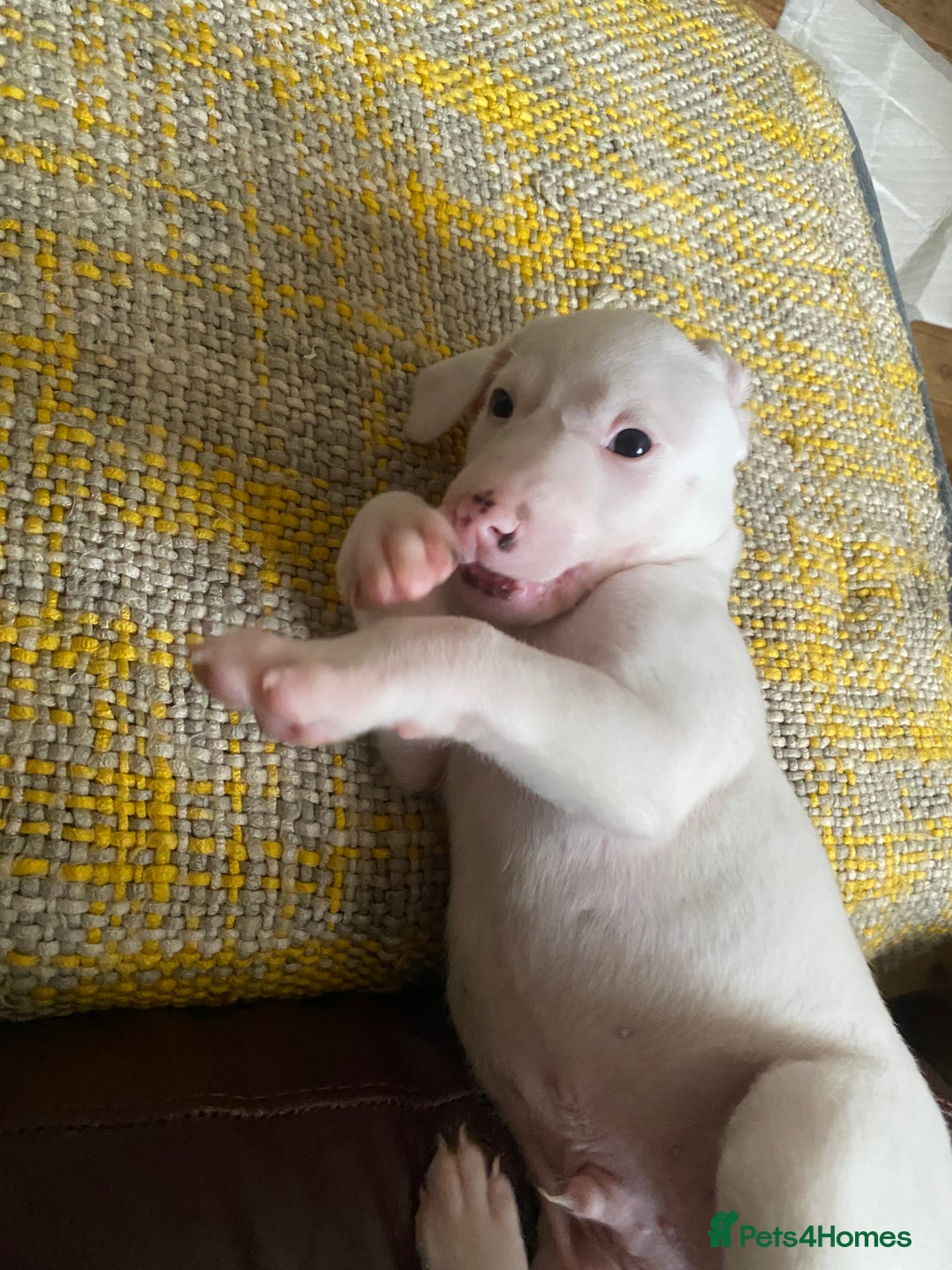 Mixed Breed dogs for sale: adorable Lurcher puppies - Image 13