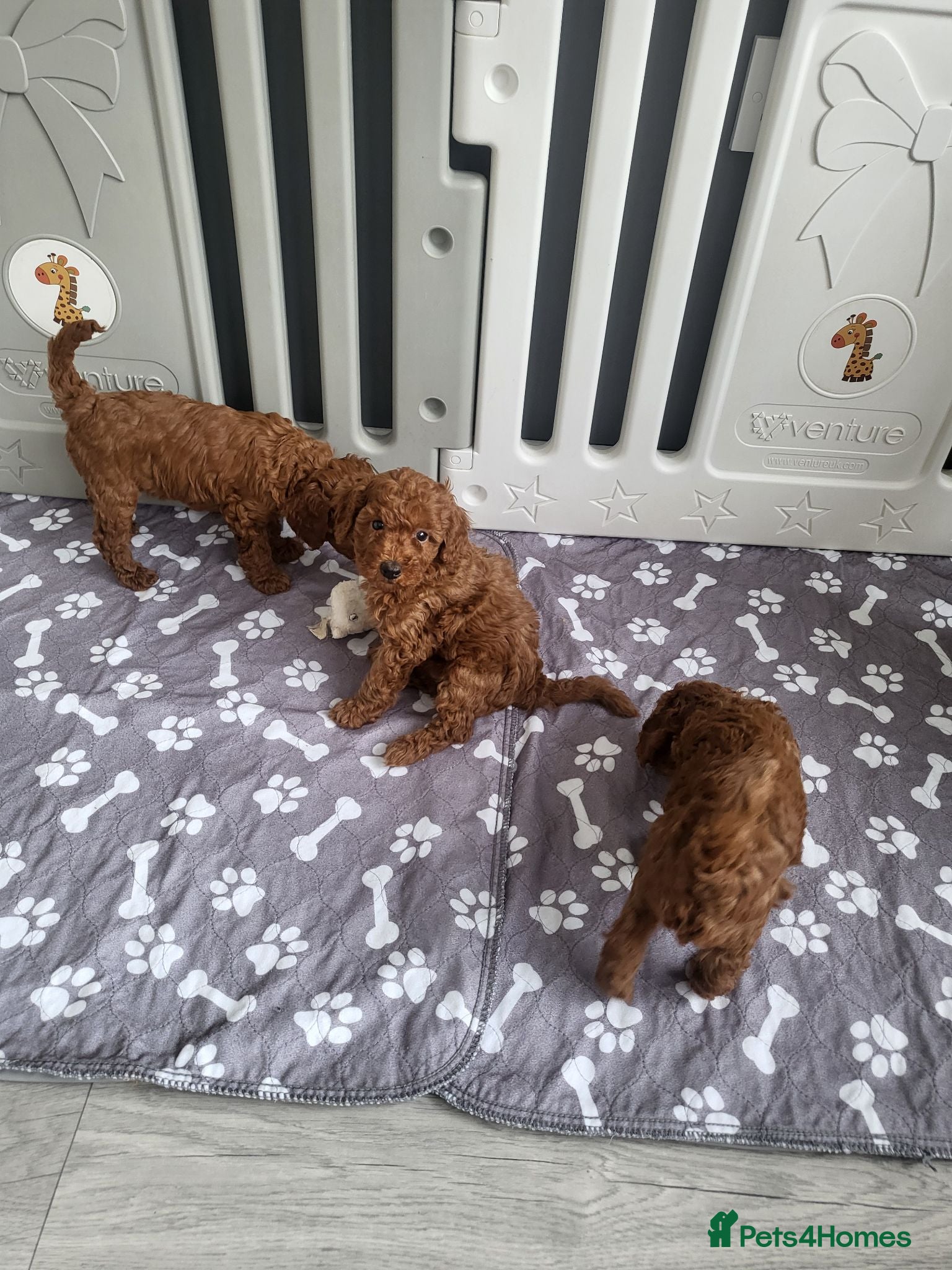 Miniature Poodle dogs KC Registered miniature poodle  - Advert 2