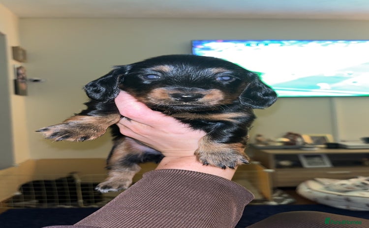 Miniature Dachshund dogs - Advert 14