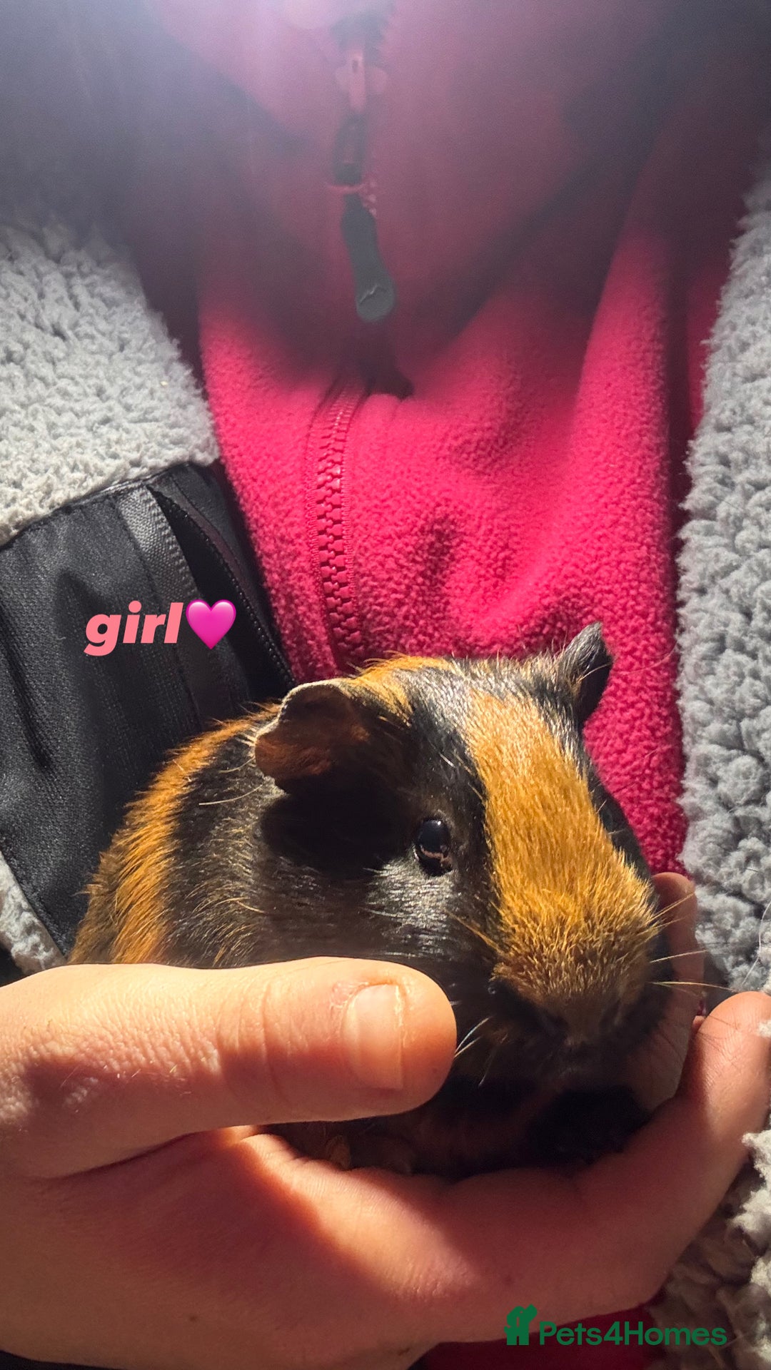 Guinea Pig rodents for sale: baby guinea pigs for sale!  - Advert 3