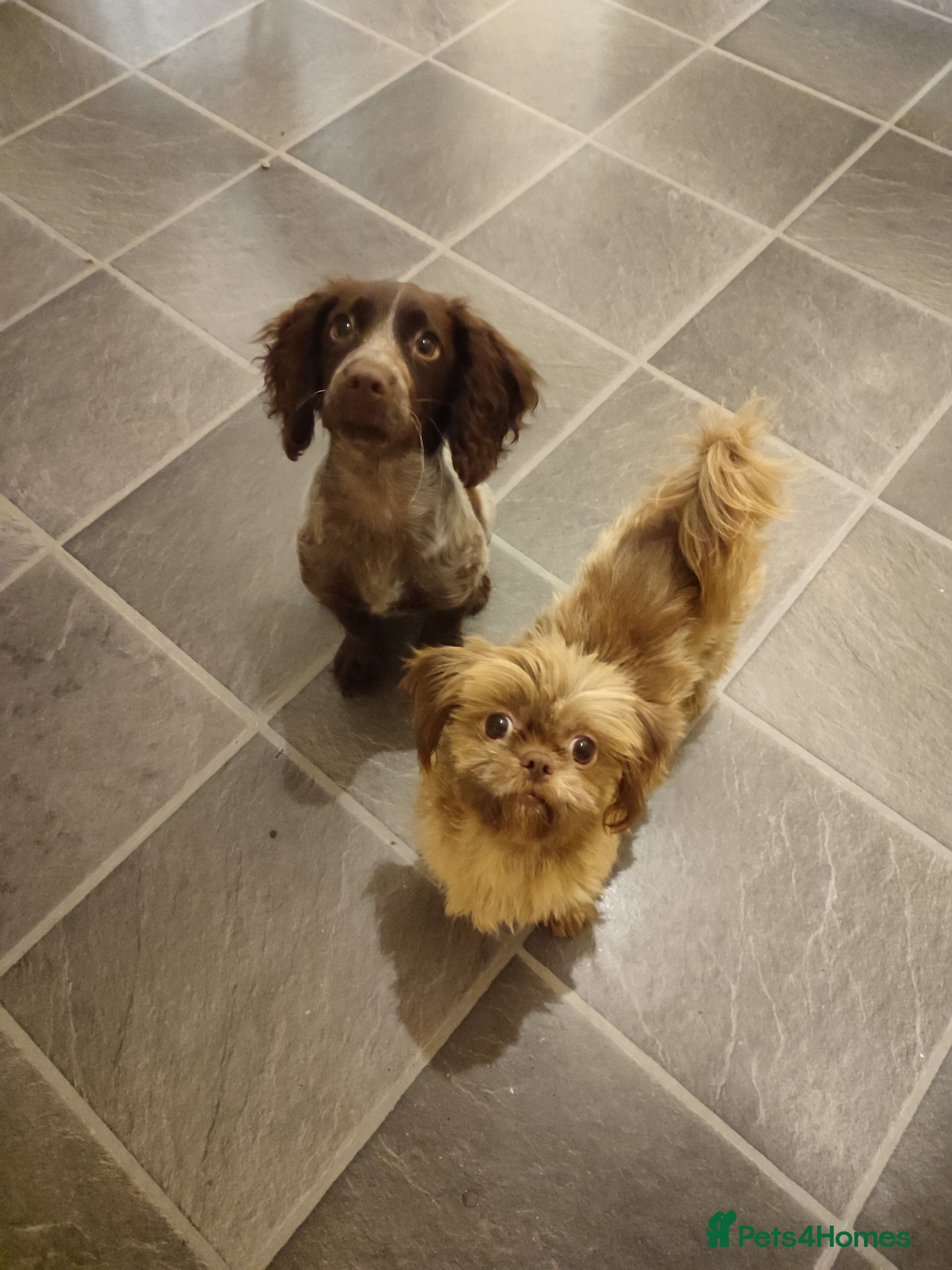 Shih Tzu dogs Imperial Shih Tzu - Advert 3