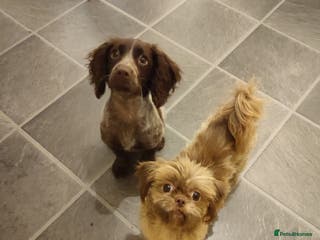 Shih Tzu dogs Imperial Shih Tzu - Advert 3