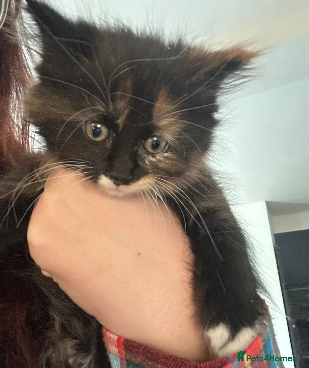 Maine Coon cats for sale: Maine coon kittens - Image 9