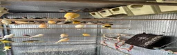 Finches birds for sale: Selling Zebra Finch £10 each - Advert 6