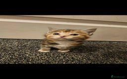 Mixed Breed cats for sale: Half ragdoll kittens - Image 4