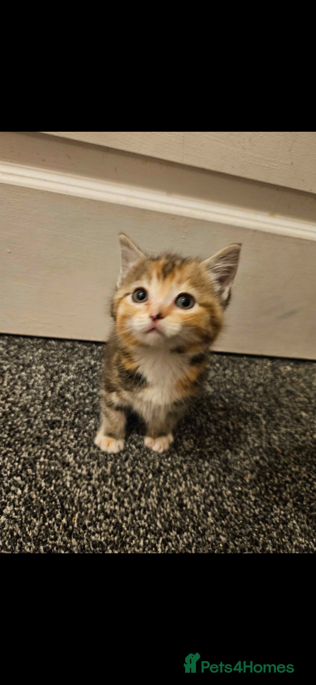 Mixed Breed cats for sale: Half ragdoll kittens - Image 4