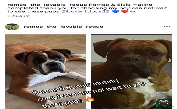 Boxer dogs - Advert 2