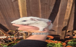 Mini Lop rabbits for sale: Guinea Pigs in Walsall - Image 10