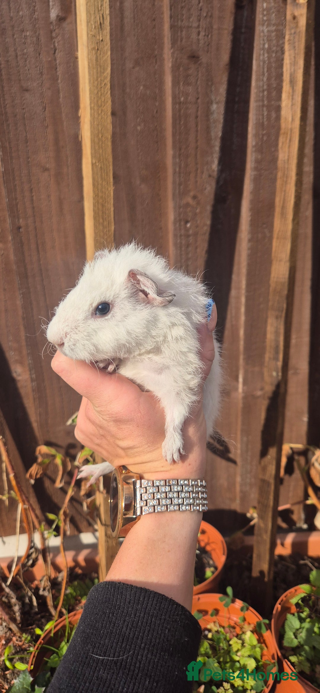 Mini Lop rabbits for sale: Guinea Pigs in Walsall - Image 10
