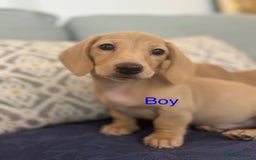 Miniature Dachshund dogs for sale: 🐶 Miniature Smooth Haired Dachshunds. KC REG. 🐶  - Image 40