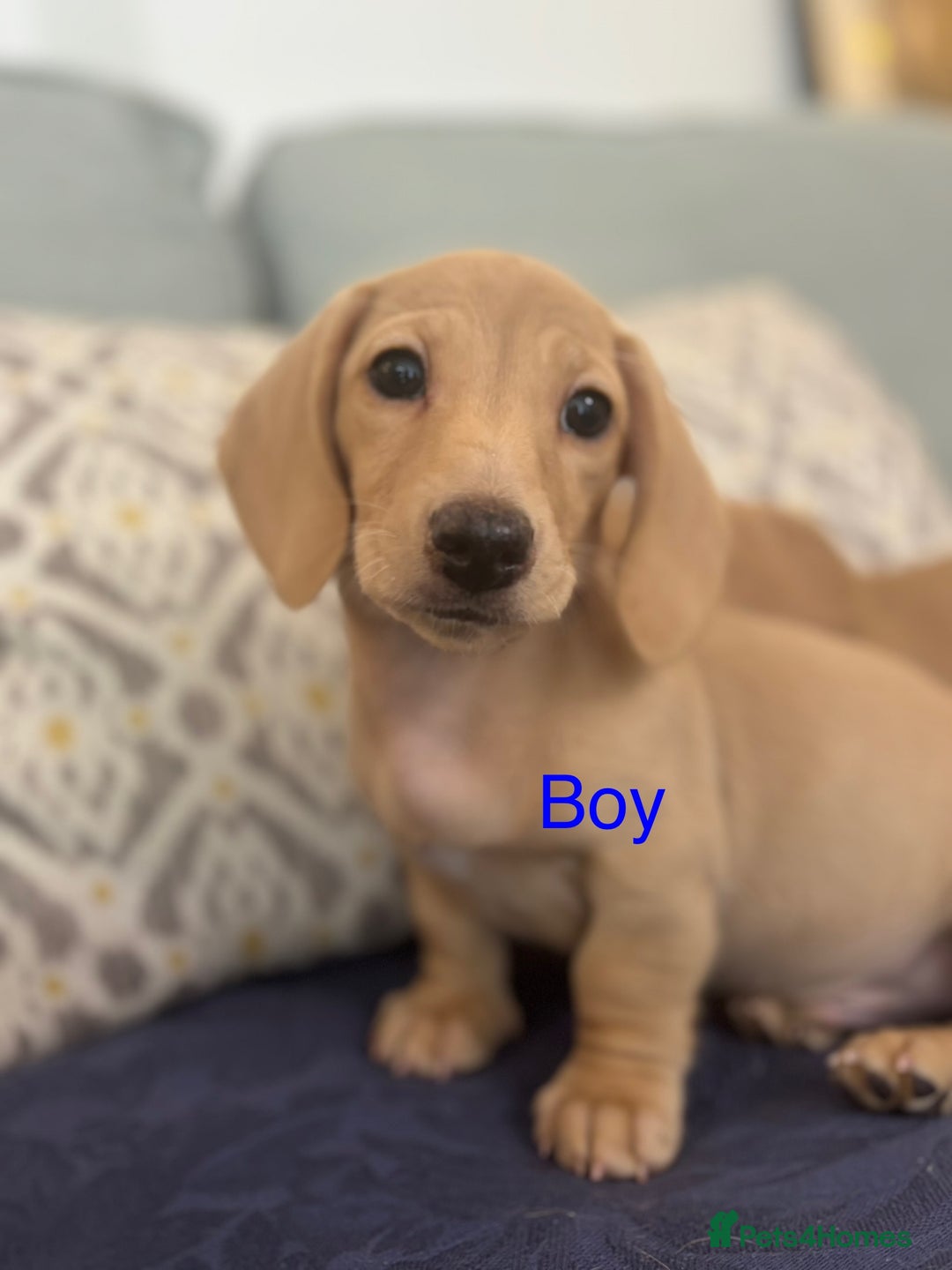 Miniature Dachshund dogs for sale: 🐶 Miniature Smooth Haired Dachshunds. KC REG. 🐶  - Image 40