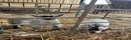 Goats livestock for sale: Pygmy Goat Kids  - Advert 2