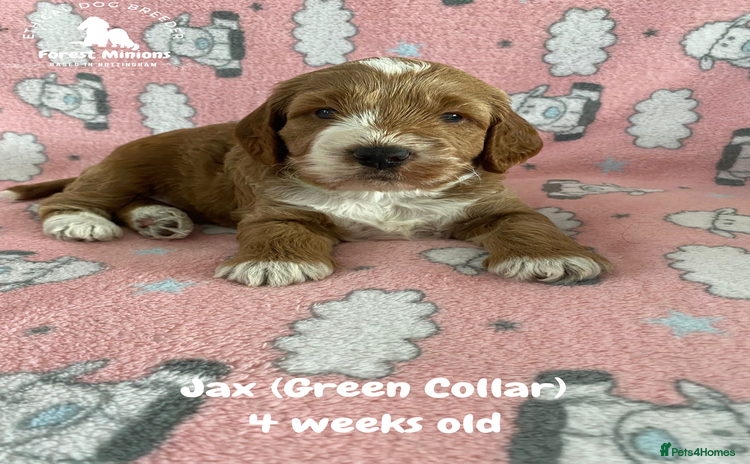 Cockapoo dogs - Advert 14