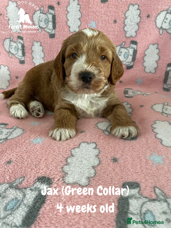 Cockapoo dogs - Advert 14