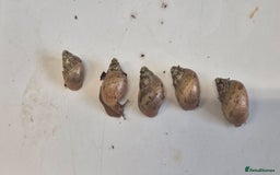 Snails invertebrates for sale: Giant Land Snail Babies - Image 6